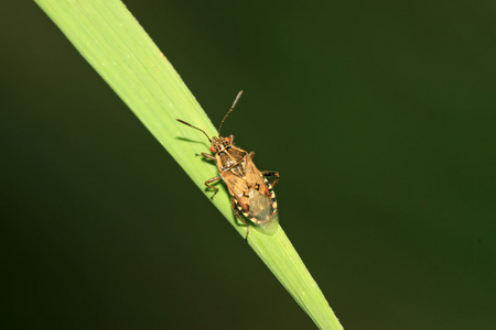 在野外的绿色叶子上的瓢虫椿象散发恶臭的昆虫(如蝽,盾蝽,南瓜缘蝽等)