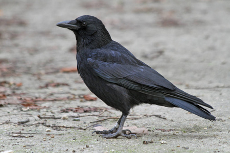 腐肉乌鸦Corvus Corone