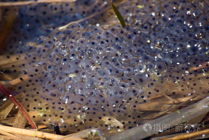 青蛙产卵
