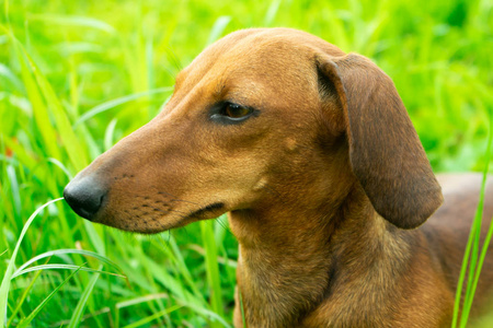 年轻的猎犬在绿草在一个晴朗的日子。肖像