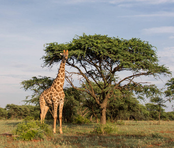 长颈鹿在北部海角, 南非