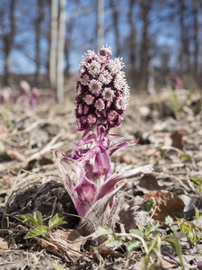 草地上盛开的款冬 Petasites 菊 花