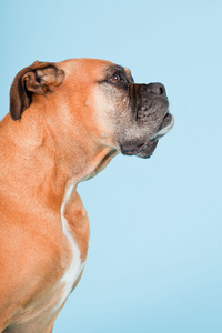 工作室拍摄的棕色拳师狗隔离在淡蓝色背景
