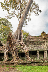 位于柬埔寨吴哥的一座佛教寺庙, 建于第十二世纪。它是组织的中心, 几乎有10万官员和公务员。树木和其他植被丛生