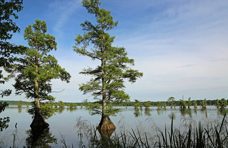 田纳西州 Reelfoot 湖 Reelfoot 湖州立公园柏树树