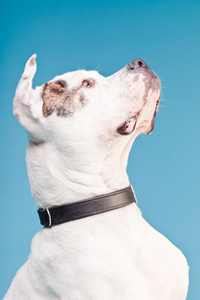 美国斗牛犬白色棕色浅蓝色背景上隔离。工作室拍摄