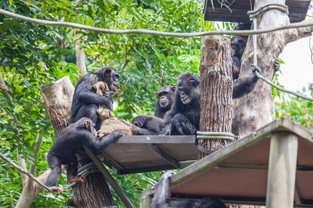 一群黑猩猩坐在一起。其中一人坐在手里拿着袋子