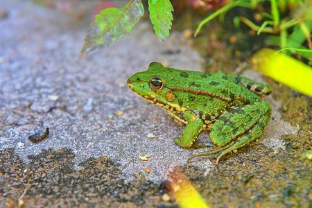 常见的绿头苍蝇绿蛙蛙 lessonae, 特写, 选择性聚焦头部.