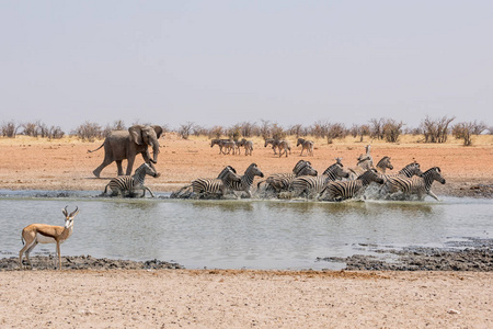 非洲大象在纳米比亚的饮水坑追逐斑马