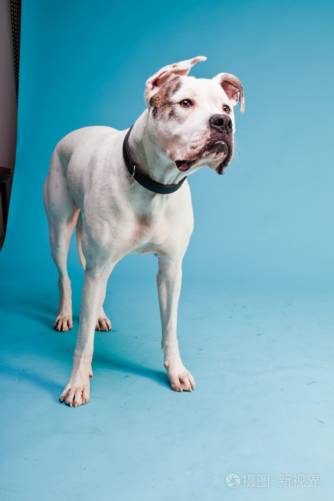 美国斗牛犬白色棕色浅蓝色背景上隔离工作室拍摄