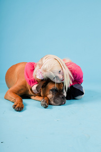 工作室拍摄的棕色拳师狗隔离在淡蓝色背景