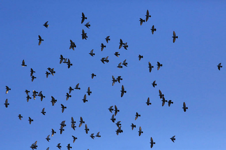 飞行背景中令人惊叹的鸟儿白鸽在阴暗的天空中飞翔一群鸟在天空中