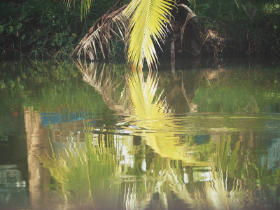 棕榈热带树叶在水面上的影子图片