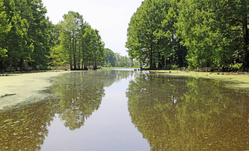 田纳西州 Reelfoot 湖州立公园的藻类沉积物