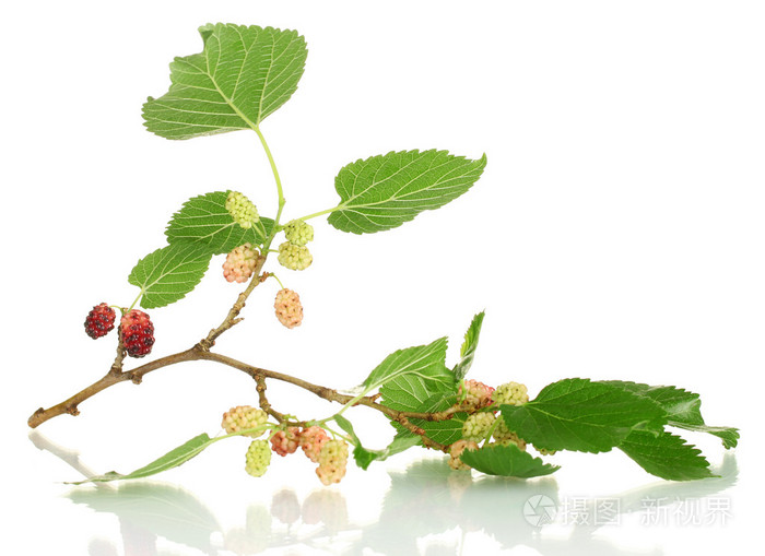 桑枝孤立在白色背景特写