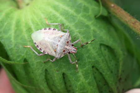 昆虫在宏观摄影在野外的绿色叶子上的瓢虫椿象散发恶臭的昆虫(如蝽