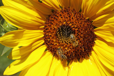 蜜蜂从盛开的向日葵中采集蜂蜜, 特写