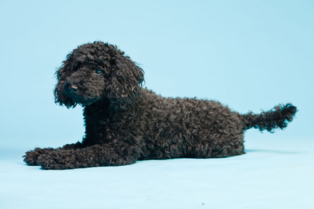 可爱小黑色狗，狗被隔绝在淡蓝色背景。工作室拍摄