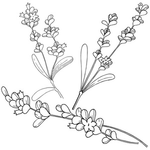 矢量型薰衣草野花的分离照片