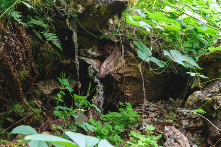 老树干的背景表面由蕨类植物和登山者围拢植被叶子
