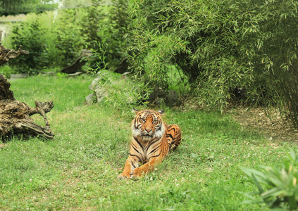 美丽的老虎躺在草地上的动物学花园