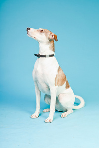 混合的品种的狗短头发布朗和孤立浅蓝色背景上的白色。工作室拍摄