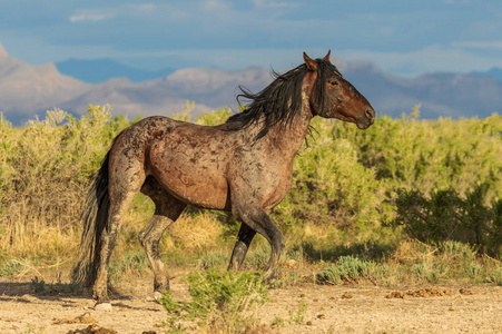 犹他州沙漠中的野马马