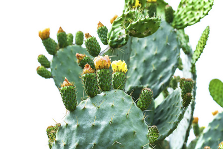 花刺仙人掌植物, 隔离