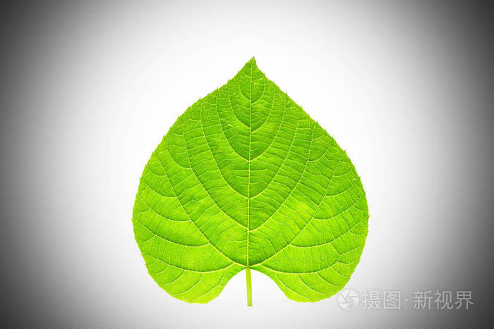 心形绿叶, 象征着对环境的爱