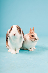 孤立在蓝色背景上的两个白色棕色兔。工作室拍摄