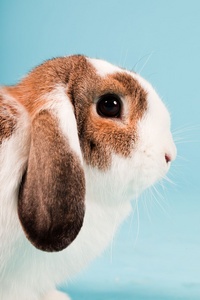 蓝色乖乖兔图片