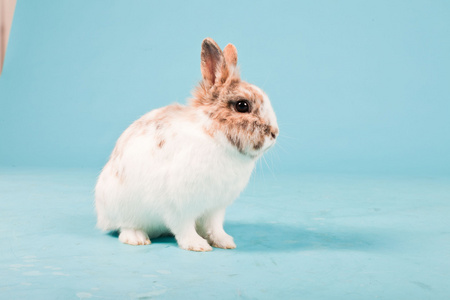 蓝色乖乖兔图片