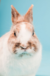 蓝色乖乖兔图片