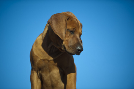 罗得西亚 ridgeback 可爱的小狗