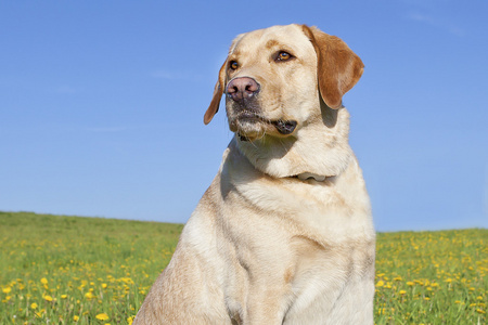 黄色拉布拉多图片