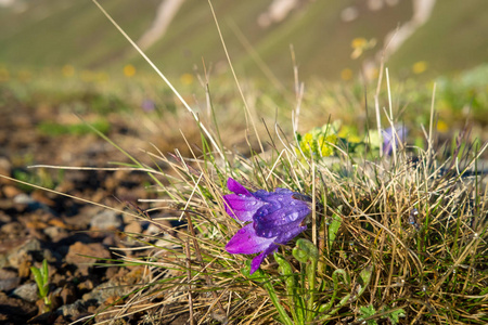 一座山铃花与露水滴在清晨旁边的石头和草的背景图像