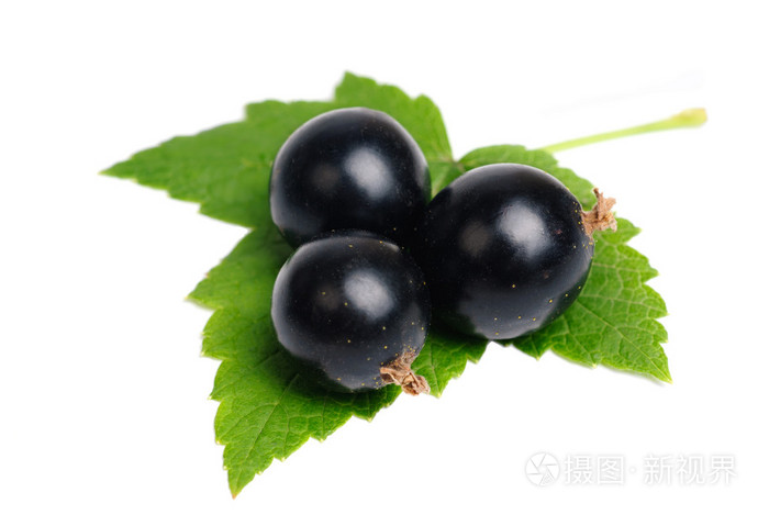 黑醋栗叶上白色隔离