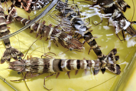 浸在纯净海水中的黄池中的活褐虾-selectived 聚焦照片