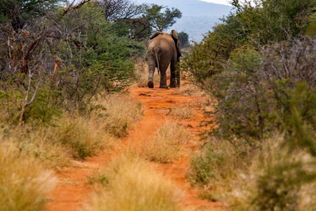大象在南非国家公园