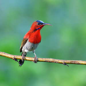 美丽的鸟，雄性的深红色太阳鸟 Aethopyga siparaja 栖息在树枝上