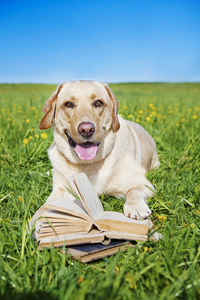 狗从一本书读规则