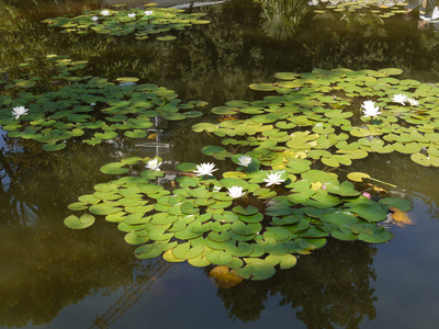 池塘与许多绿色百合和已经绽放茂盛的白睡莲