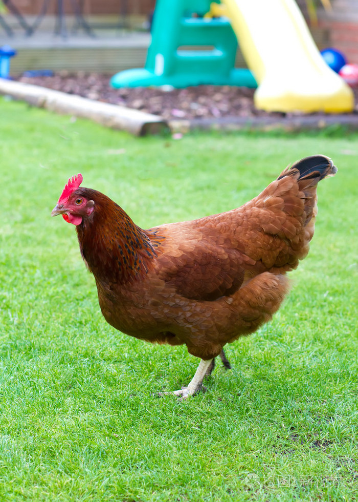 母鸡在英语花园