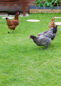 母鸡在英语花园图片