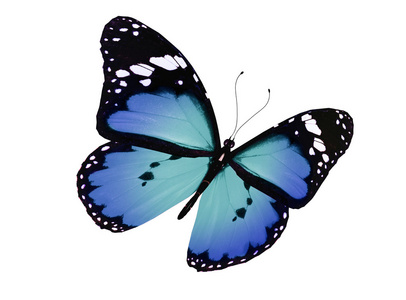 蓝蝴蝶飞图片-蓝蝴蝶飞素材-蓝蝴蝶飞插画-摄图新视界