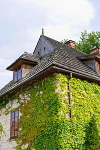常春藤覆盖的老房子