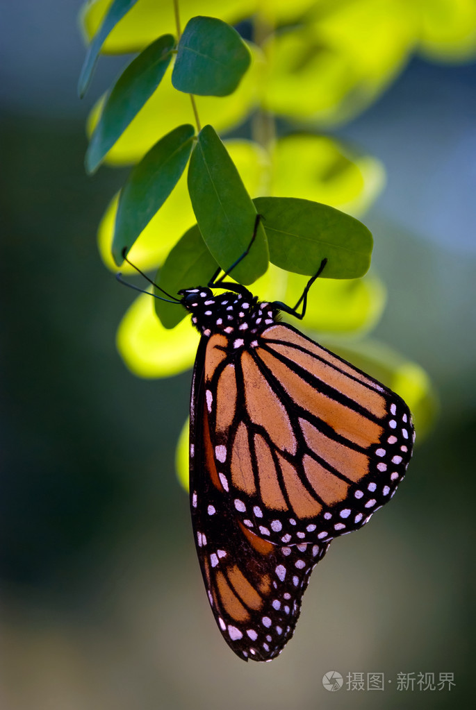 帝王蝶danausplexippus