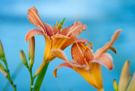 夏天花百合科