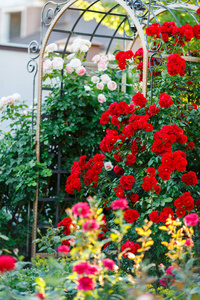 红色或鲜红的玫瑰花, 由明亮的太阳, 栅栏照亮。开花时间, 天然花篱。园艺, 植物为风景设计