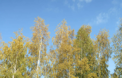 白桦在天空背景秋天风景